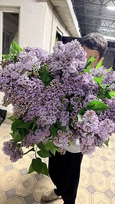 Огромный куст Сирени садовой,свежесрезанные душистые ветви. Вот такой at lalafo.kg Огромный куст Сирени садовой,свежесрезанные душистые ветви. Вот такой