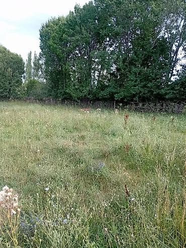пекарь бишкек: 30 соток, Курулуш, Кызыл китеп, Белек келишими — 5