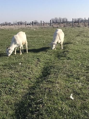 Продаю | Коза (самка) | Полукровка | Для разведения, Для молока | Племенные, Котные, Осеменитель