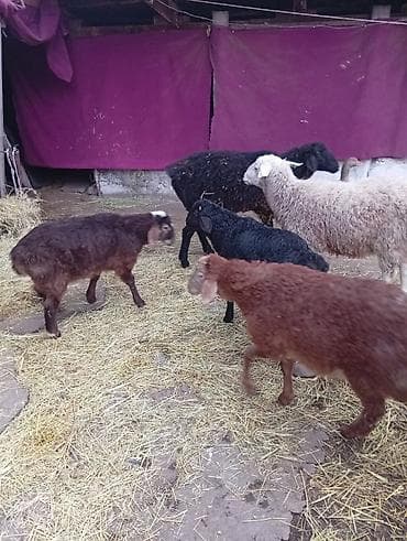 продаю кур несушек: Продаю | Овца (самка) | Полукровка | Для разведения | Матка — 5