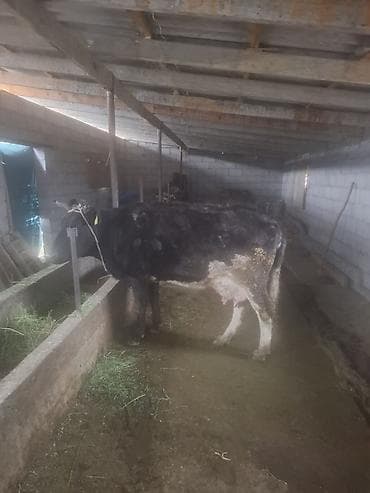 продаю кукурузы: Продаю | Корова (самка) | Для молока | После отела — 5