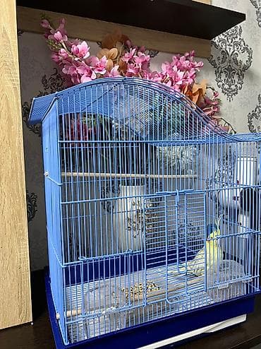 Клетка большая 3тыс сом состояние отличное ✅ БЕЗ попугая 🚫 звонить at lalafo.kg Клетка большая 3тыс сом состояние отличное ✅ БЕЗ попугая 🚫 звонить