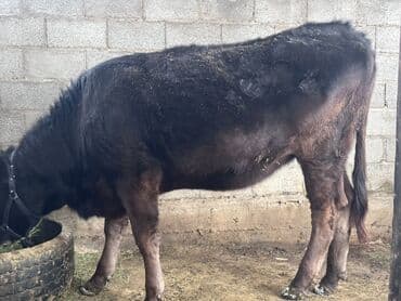 Уйлар, букалар: Сатам | Кунаажын | Швиц | Көбөйтүү үчүн | Асыл тукумдуу, Бооз — 3