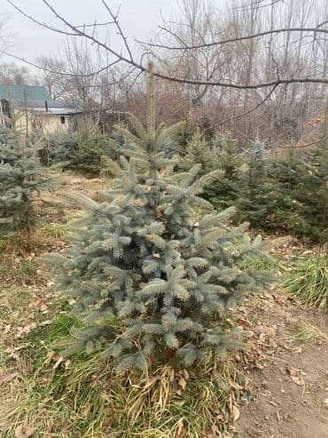 комур цена: Көчөттөр дарактардын: Карагайлар — 1