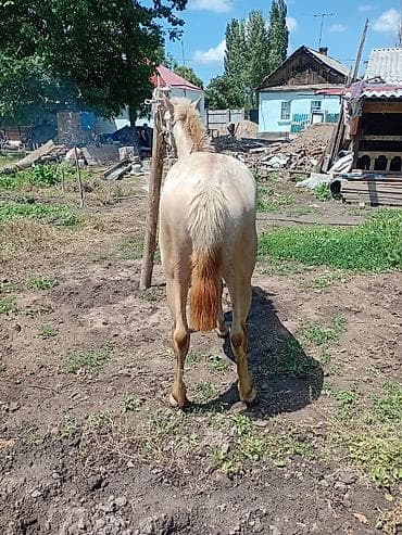 домашние кошки: Продаю | Жеребец | Рабочий — 3