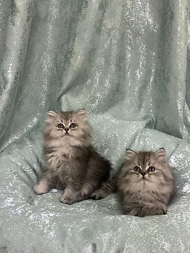 котики в оше: Продаются породистые котята шотландские, серебристая шиншилла. Окрас — 4