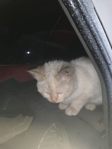 белый котенок с голубыми глазами купить: 4 месяца, Мальчик, Белый, Приучена к лотку — 2