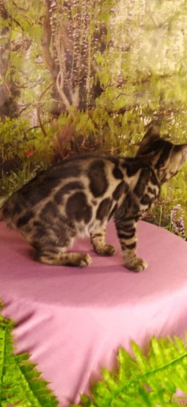 новорожденные котята: Друзья !!! питомник Бен Гла Мур с радостью предлагает новый помет. от — 16