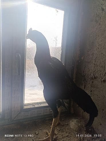 Продаю | Петух | Бойцовая | Для разведения