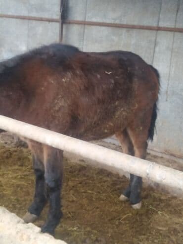 голуби животное: Продаю | Жеребец | Кара Жорго | На забой | Осеменитель — 4