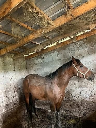 поставщики кормов для животных бишкек: Продаю | Конь (самец) | На забой, Рабочий — 1