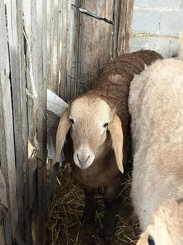 овцы кемин: Продаю | Овца (самка), Ягненок, Баран (самец) | Арашан | Для разведения | Племенные, Матка, Ярка — 6