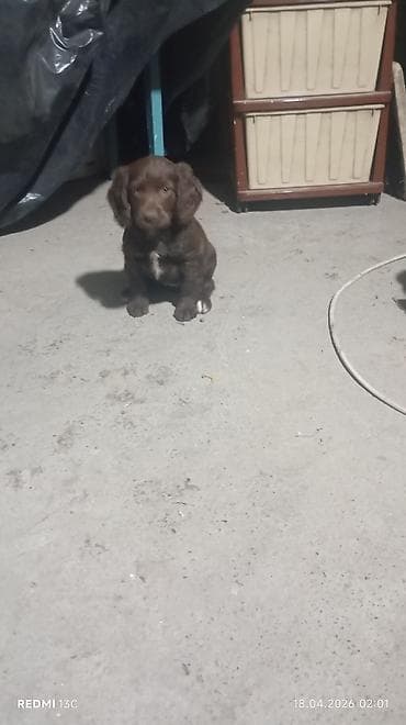 королевский дог цена: Продаю охотников.щенкам больше двух месяцев .привиты .цена 4000сом — 10