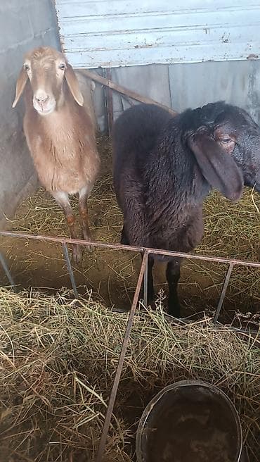 сколько стоит кролик: Продаю | Овца (самка) | Для разведения — 1