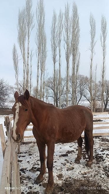 Продаю | Кобыла (самка) | Дончак | Для разведения