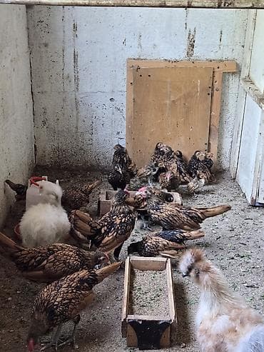 d cat: Продаю | Цыплята — 2