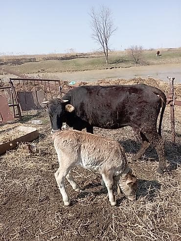 бир: Сатам | Уй (ургаачы) | Аргын | Сүт алуу үчүн | Байланган — 2