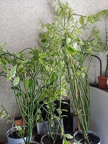 аквариумы дешево: Продаются цветы от 200 до 500 сом — 10