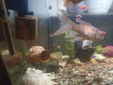Рыбы: Продаю карпы кои вуалевые 1 рыбка — 5