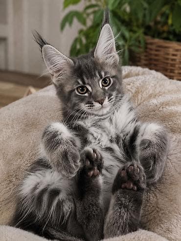 scottish fold: Продаю породистых котят Мейн Кун. Мальчик и девочка 2 месяца. Приучены — 9