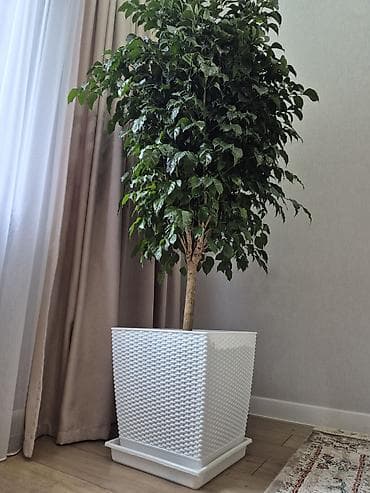 кала: Крупное комнатное дерево в декоративном кашпо - Ваточник/аучуба? Нет — 3