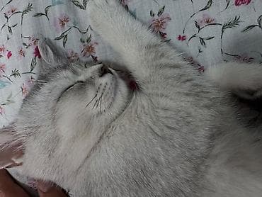 Үй жаныбарлары: Скотиш Страйт (Шотландиялык тик кулактуу), 3 айлык, Ургаачы, Лотокко барууга үйрөтүлгөн — 7