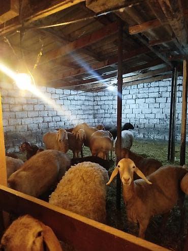 кошка вислаухая: Продаю | Овца (самка) | Арашан | Для разведения — 8