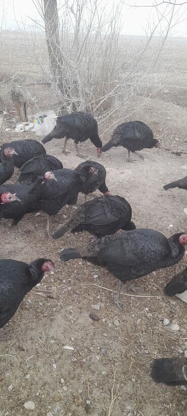 жожо индюк: Сатам | Ургаачы күрп (ургаачы) | Кара ханзаада | Союуга, Көбөйтүү үчүн | Асыл тукумдуу — 5