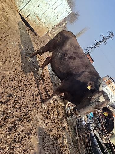 Баран, овца: Продаю | Корова (самка) | Полукровка | Для молока | Нетель — 1