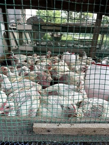 Продам с/х животных: Продаю | Цыплята | Бройлерная | На забой — 1