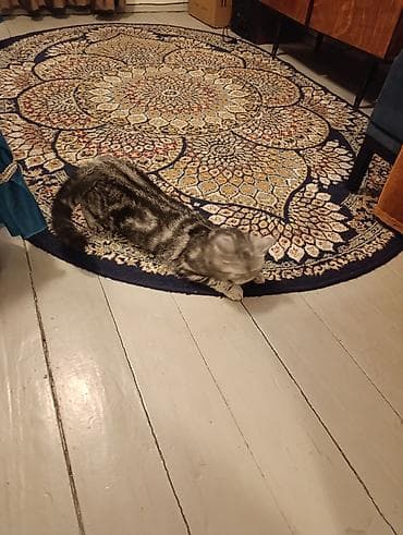 Вязка кошек: Отдам в добрые руки за символическую плату кошку порода скоттиш страйт — 5