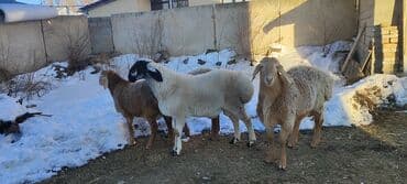 ит базар бишкек: Сатам | Кочкор (эркек) — 6