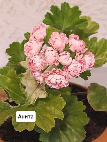Пеларгонии (герани) сортовые в горшках: - Тюльпанка — тюльпановидные — 4