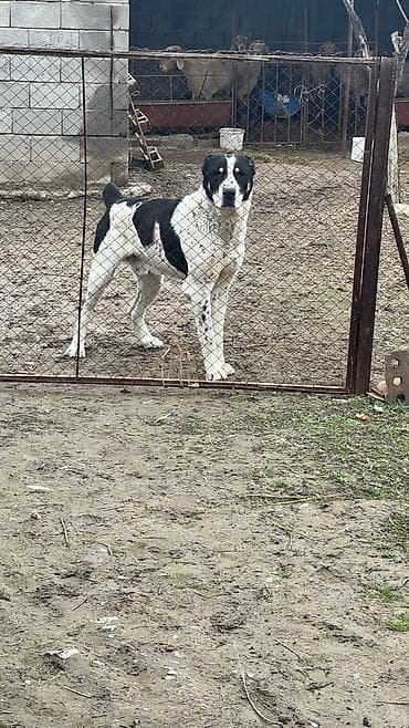 тибетский мастиф собака: Алабай, 3 года, Самец — 5