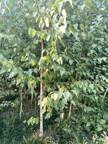 Саженцы деревьев: Берёзы, Самовывоз