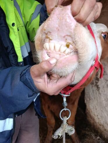 дойный коров: Продаю | Корова (самка), Тёлка, Музоо, торпок | Симментальская — 2