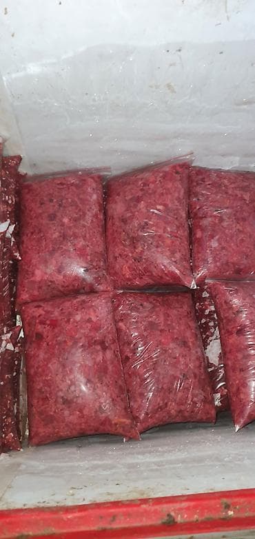 Продажа собак: Алабай, 6 месяцев, Самка — 1