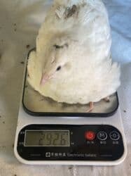 продажа домашних животных: Перепела только начали нестись порода мясо яичная отличный выбор для — 1