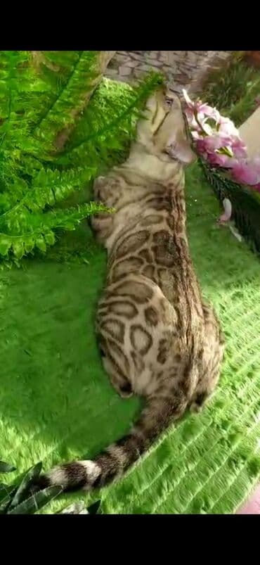 Бенгальская, 2 года, Мальчик, Белый, Кастрирована, Приучена к лотку, Проглистована at lalafo.kg Бенгальская, 2 года, Мальчик, Белый, Кастрирована, Приучена к лотку, Проглистована