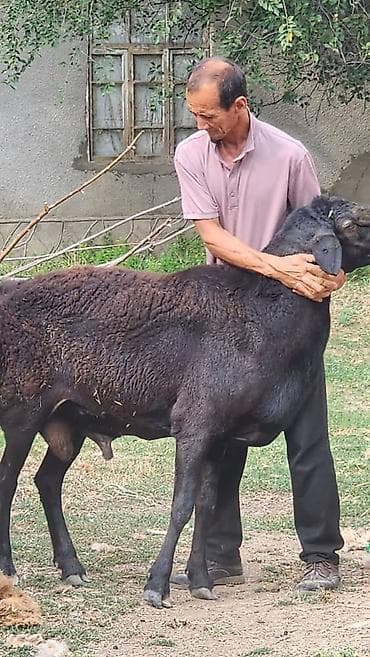 Другие животные: Продаю | Баран (самец) | Арашан | Для разведения | Племенные — 3