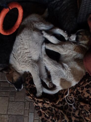 мопс щенок цена: Собака даром: Дворняжка, 2 месяца, Самка — 4