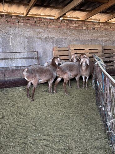 купит французского бульдога: Продаю | Овца (самка) | Арашан | Для разведения | Племенные, Котные, Матка — 1