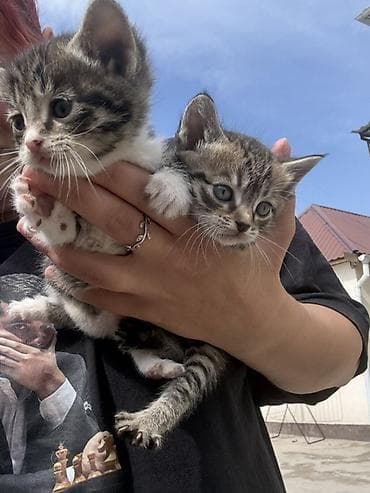где можно купить кошку в бишкеке: Котята,девочки милые и спокойные Особенности: - Домашние, ручные — 4