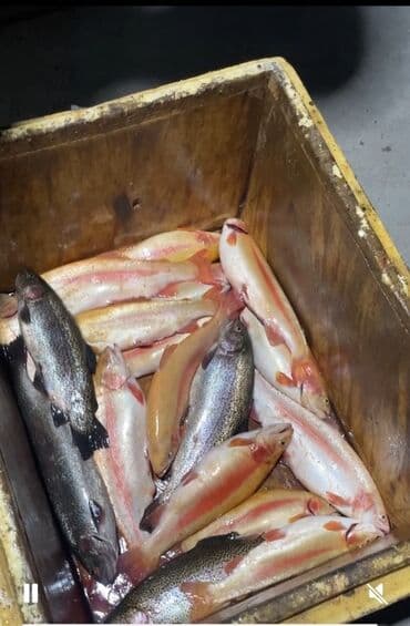 купить аквариум для рыбок недорого: Жаңы кармалган — 1