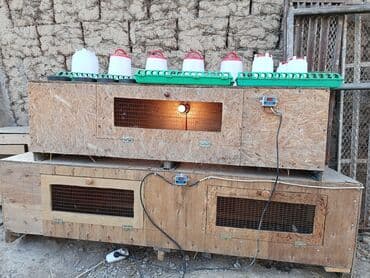 корм токмок: Бурдер сатылат жожо баканга 2 штук — 1