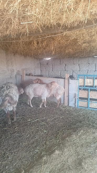 котные овцы: Продаю | Овца (самка) | Для разведения | Матка — 1