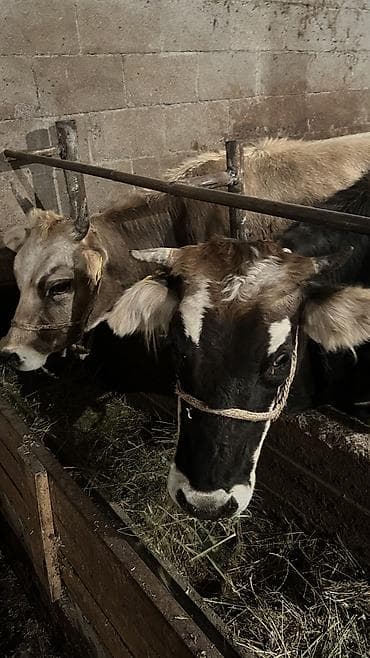 ишу карова: Продаю | Корова (самка), Бык (самец) — 3