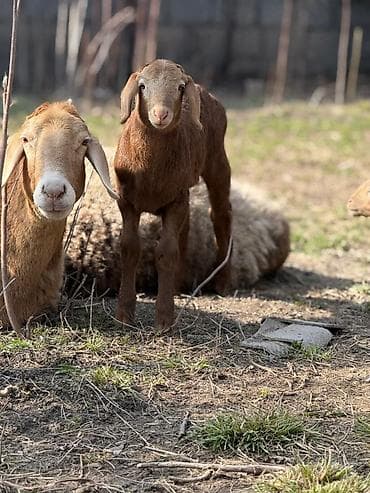 А/ч жаныбарлары үчүн тоюттар: Сатам | Ургаачы кой (ургаачы) | Арашан | Көбөйтүү үчүн | Ургаачы — 5