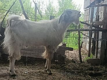 сухое молоко для животных: Продаю | Коза (самка) | Для молока — 7