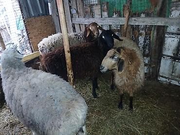 Продаю | Овца (самка) | Полукровка | Для разведения